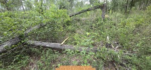 [8 inch South uprooted oak, 2026:05:08 18:37:40, 31.0123609, -83.2668923]
