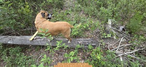 [8 inch South uprooted oak, 2026:05:08 18:38:20, 31.0123835, -83.2668907]