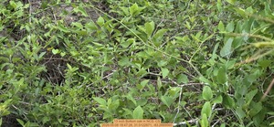 [13 inch Bottom oak, 2026:05:08 18:47:28, 31.0122871, -83.2669560]