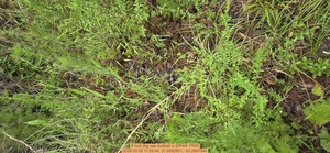 [9 inch Big oak rootball, 2026:05:09 11:05:44, 31.0082601, -83.2691644]