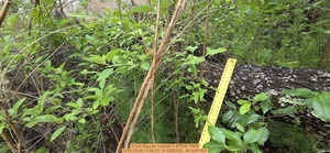 [9 inch Big oak rootball, 2026:05:09 11:09:23, 31.0082432, -83.2691561]
