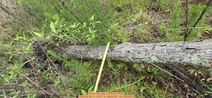 [9 inch Top oak, 2026:05:09 11:14:07, 31.0083333, -83.2690504]