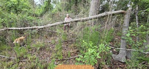 [5 inch Oak broke 6 feet up, 2026:05:09 11:17:53, 31.0082814, -83.2691363]