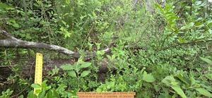 [8 inch Broke oak n of snapped oak, 2026:05:09 11:22:49, 31.0082968, -83.2692691]