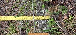 [8 inch Broke oak n of snapped oak, 2026:05:09 11:24:27, 31.0083259, -83.2691714]