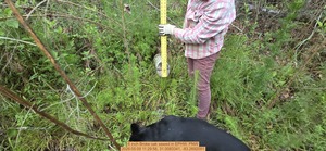 [6 inch Broke oak sawed, 2026:05:09 11:29:56, 31.0083341, -83.2692091]