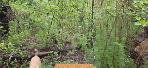 [6 inch Small east oak losing bark, 2026:05:09 15:32:36, 31.0080631, -83.2692363]