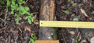 [6 inch Small east oak losing bark, 2026:05:09 15:33:54, 31.0080649, -83.2692204]