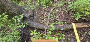 [6 inch Small east oak losing bark, 2026:05:09 15:33:58, 31.0080649, -83.2692204]