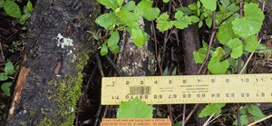 [6 inch Small east oak losing bark, 2026:05:09 15:41:50, 31.0080551, -83.2692651]