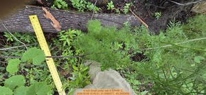 [4 inch Small under oak, 2026:05:09 15:45:21, 31.0080577, -83.2692659]