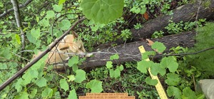 [4 inch Small under oak, 2026:05:09 15:45:25, 31.0080577, -83.2692659]