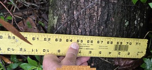 [8 inch Large pair oak, 2026:05:09 15:48:00, 31.0080785, -83.2692414]