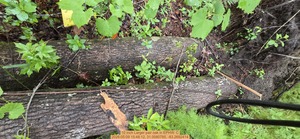 [10 inch Larger pair oak, 2026:05:09 15:48:12, 31.0080785, -83.2692414]