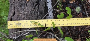 [13 inch Largest oak, to the south, 2026:05:09 15:50:03, 31.0079588, -83.2691772]