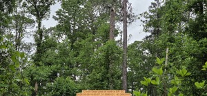 [12 inch Dead pine on north, 2026:05:09 16:00:07, 31.0080121, -83.2692197]