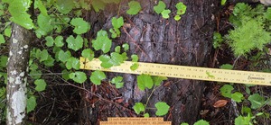 [23 inch North downed pine, 2026:05:09 16:08:32, 31.0079671, -83.2695774]