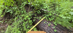 [16 inch North snapped pine, 2026:05:09 16:10:53, 31.0079201, -83.2693051]