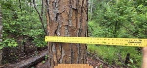 [16 inch North snapped pine, 2026:05:09 16:13:52, 31.0079102, -83.2694211]