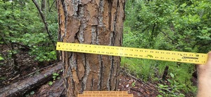 [16 inch North snapped pine, 2026:05:09 16:13:58, 31.0079102, -83.2694211]