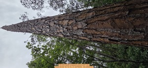 [16 inch North snapped pine, 2026:05:09 16:14:15, 31.0079053, -83.2694095]