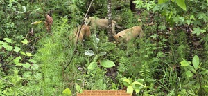 [16 inch North snapped pine, 2026:05:09 16:15:40, 31.0078577, -83.2693886]