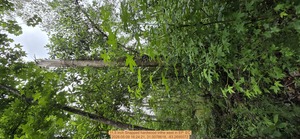 [11.5 inch Snapped hardwood inthe west, 2026:05:09 16:24:21, 31.0078618, -83.2695072]