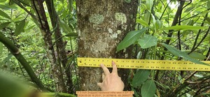 [11.5 inch Snapped hardwood inthe west, 2026:05:09 16:25:01, 31.0078618, -83.2695072]