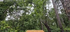 [10 inch North of pair, 2026:05:09 16:34:59, 31.0078553, -83.2694139]