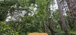 [10 inch North of pair, 2026:05:09 16:34:59, 31.0078553, -83.2694139]