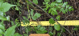 [10 inch North of pair, 2026:05:09 16:49:35, 31.0073857, -83.2688729]
