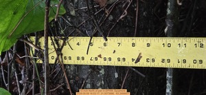 [10 inch North of pair, 2026:05:09 16:53:17, 31.0073886, -83.2688601]