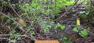 [10 inch North of pair, 2026:05:09 16:53:30, 31.0074075, -83.2688651]