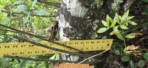 [9 inch Smaller north, 2026:05:09 17:40:27, 31.0088990, -83.2692340]