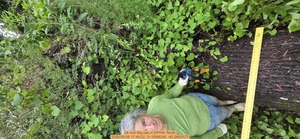 [24 inch Big oak, 2026:05:09 17:48:22, 31.0088238, -83.2692573]