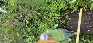 [24 inch Big oak, 2026:05:09 17:48:21, 31.0088238, -83.2692573]