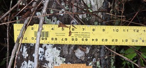 [10 inch North oak, 2026:05:09 17:53:43, 31.0087748, -83.2691974]