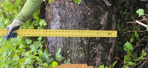 [10 inch North oak, 2026:05:09 17:57:52, 31.0086795, -83.2692168]