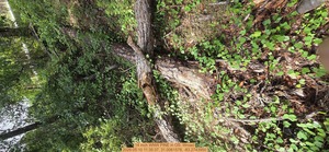 [14 inch WNW PINE, 2026:05:10 11:35:37, 31.0061578, -83.2743950]