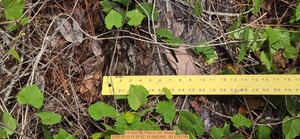 [14 inch NE Pine, 2026:05:10 11:37:52, 31.0062432, -83.2742785]