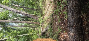 [15 inch Dead pine, 2026:05:10 11:46:06, 31.0062081, -83.2743544]