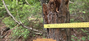[15 inch Dead pine, 2026:05:10 11:50:25, 31.0063350, -83.2743717]