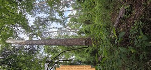 [15 inch Snapped pine, 2026:05:10 11:52:46, 31.0062858, -83.2744117]