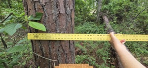 [15 inch Snapped pine, 2026:05:10 11:53:17, 31.0062858, -83.2744117]