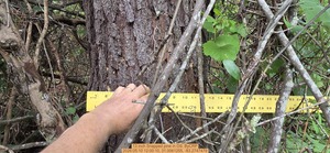 [13 inch Snapped pine, 2026:05:10 12:00:10, 31.0061255, -83.2747479]