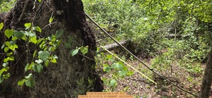 [8 inch N downed oak, 2026:05:10 12:15:15, 31.0068687, -83.2743797]