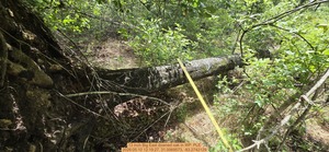 [13 inch Big East downed oak, 2026:05:10 12:19:27, 31.0069573, -83.2742129]