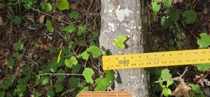 [13 inch Big East downed oak, 2026:05:10 12:23:09, 31.0069598, -83.2744013]