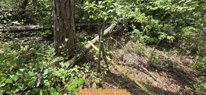 [13 inch Big East downed oak, 2026:05:10 12:23:22, 31.0069598, -83.2744013]