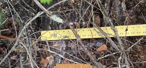 [6 inch Small west downed oak, 2026:05:10 12:30:37, 31.0067867, -83.2743067]